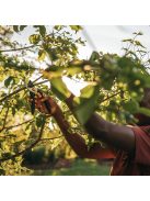 Fiskars Solid™ P321 metszőolló, bypass, M (1057162)