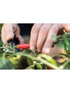 Fiskars Solid™ fűszernövényvágó olló SP220 (1063326)