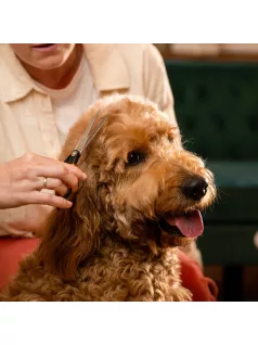   Fiskars Pet Care Szőrnyíró és formázó olló kisállatoknak (2009126)